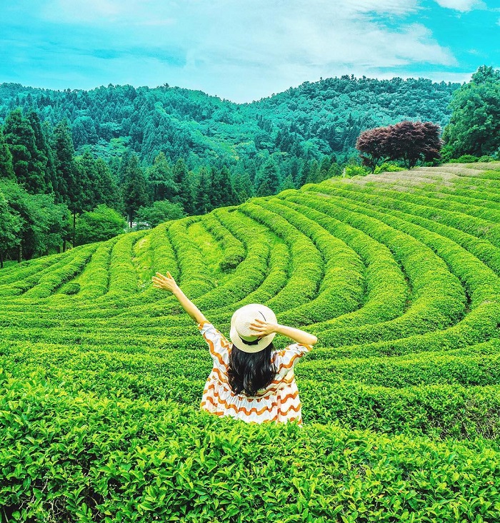 cánh đồng trà Boseong, tour du lịch Hàn Quốc