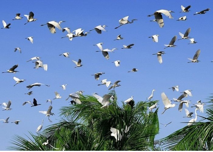 Tour du lịch Bạc Liêu - ghé thăm Vườn chim Bạc Liêu