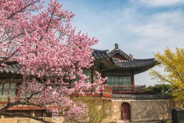 Hà Nội - Seoul - Nami - Everland – Ngắm hoa anh đào - Công viên Yeouido, 5N4Đ, bay Vietjet