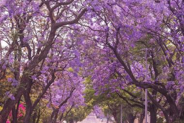 Nam Phi mùa hoa phượng tím "JOHANNESBURG – PRETORIA – MABULA GAME LODGE - CAPE TOWN – “SĂN CÁ VOI” TẠI THỊ TRẤN HERMANUS"